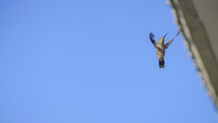 Hummingbird in Flight - "The Conductor"
