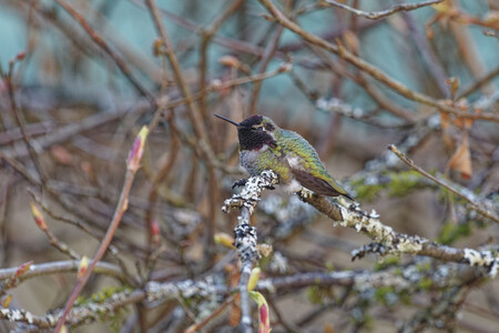 Colourful Hummy