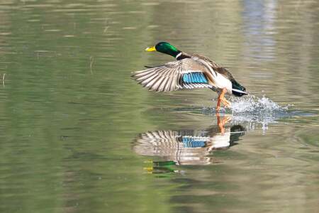 Duck taking off