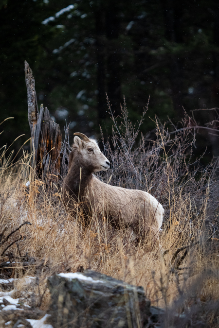 One-Horned Beauty