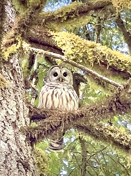 Hoo, Hoo’s looking at you?