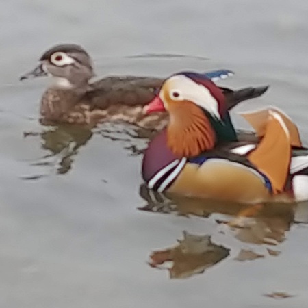 Mandarin Duck Burnaby Lake BC Canada