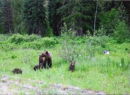 Grizzly Bear Family, Kootenay Pass