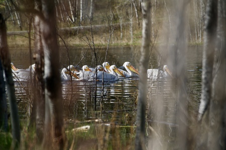 Pelicans on the lake