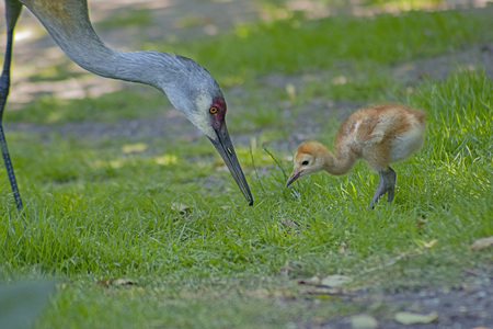 Hungry Cranes