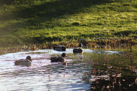 Sunset of Ducks