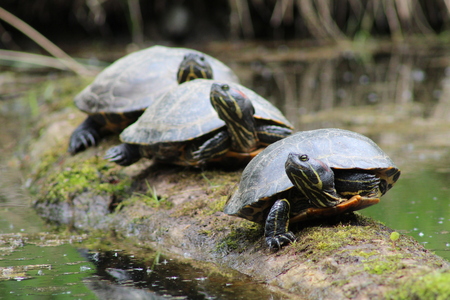 Turtle Trio