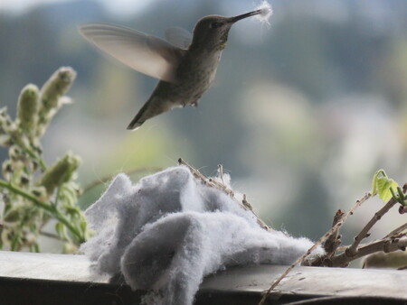 Nest building