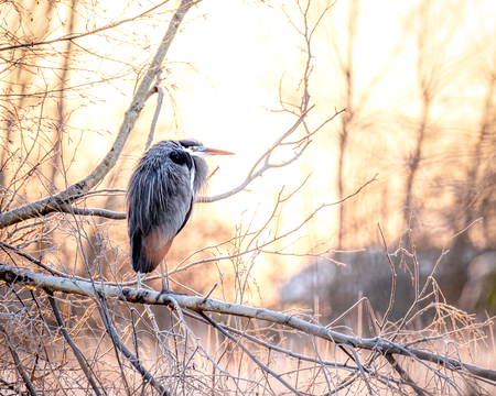 Great Blue Heron at Sunrise