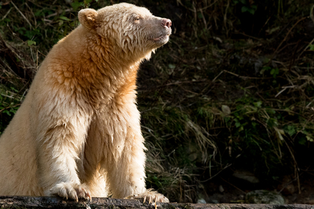 Spirit Bear