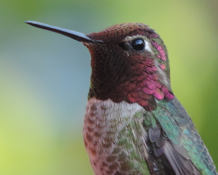 Anna's Hummingbird Close-up