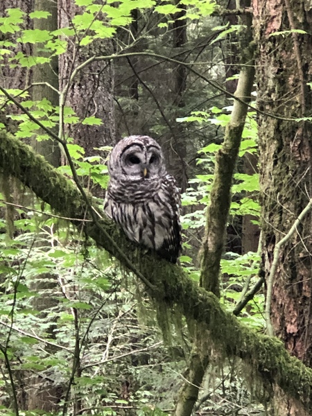 Owl Encounter 