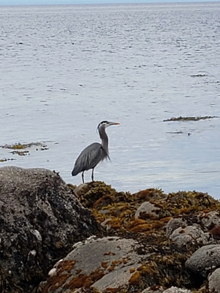 Blue Herron 