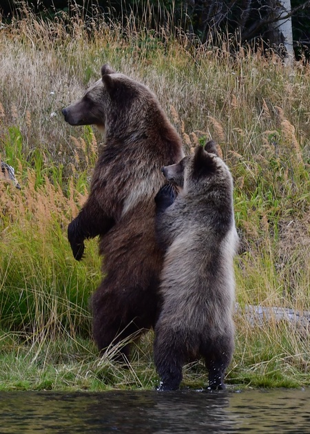 Like mother, like cub