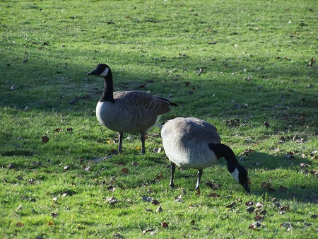 Canada Geese at Fort Rodd Hill 