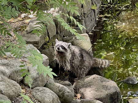 Raccoon 