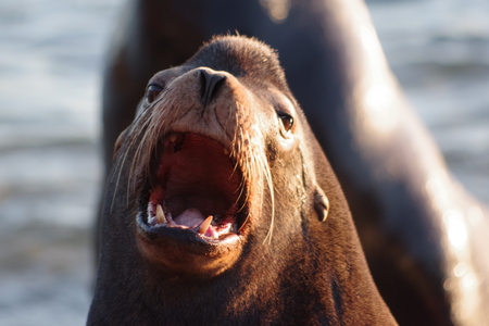 Sealion