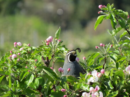 Hiding out in the apple blossoms