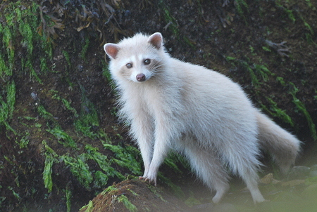 Blond Raccoon