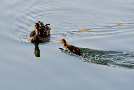 Mother Mallard with duckling scurrying for security