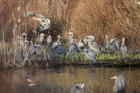 Heron Party