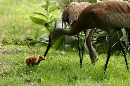 Sandhill Crane Feeding Chick