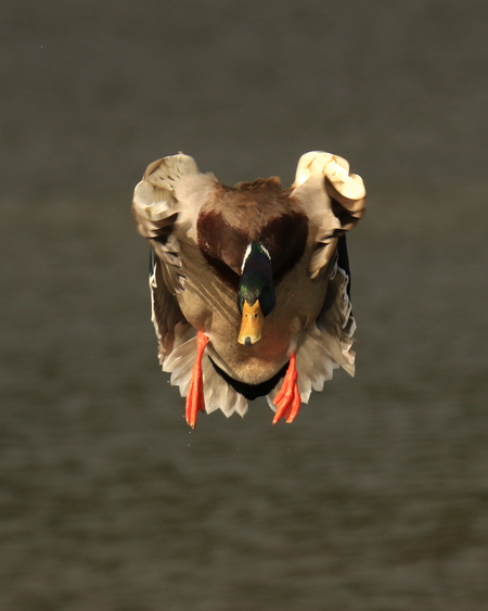 Mallard Landing