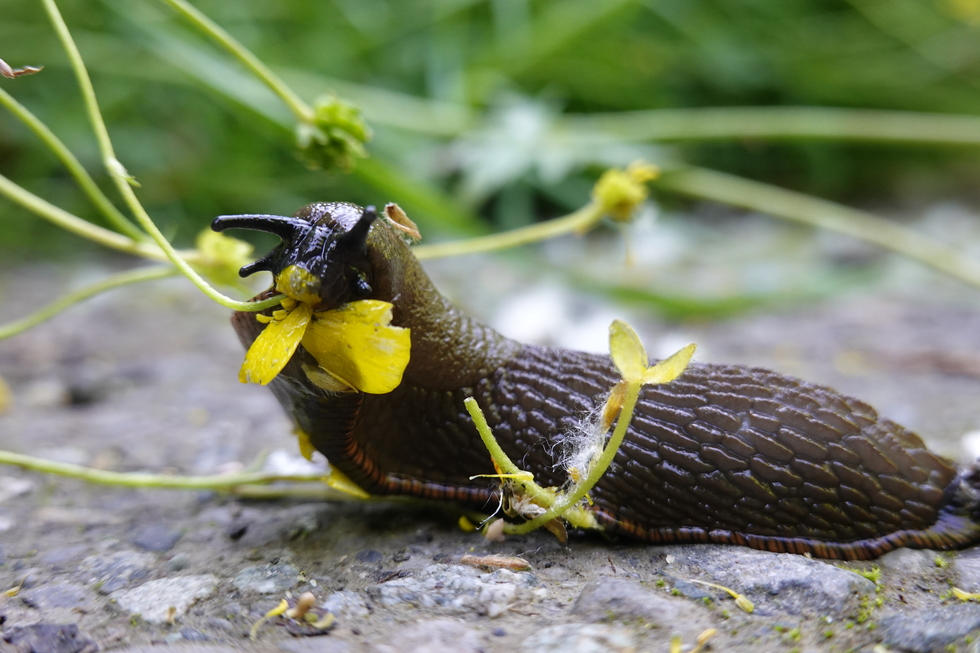 Vote for Slug eating it's breakfast WildlifeInFocus
