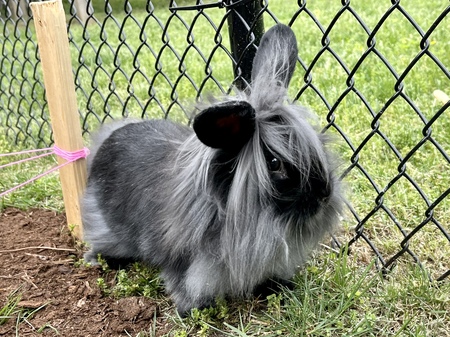 Zoey - HoneyBunny
