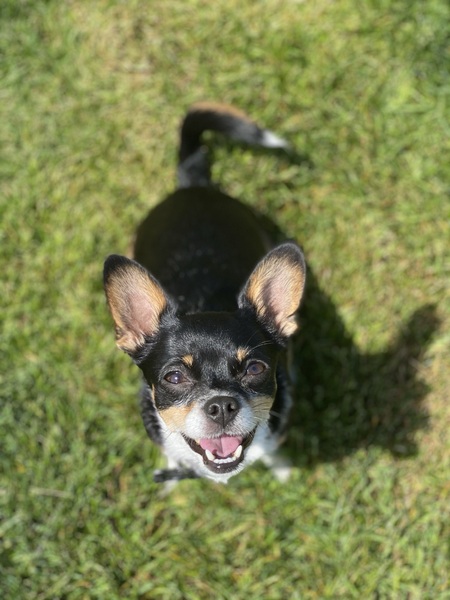Rosie