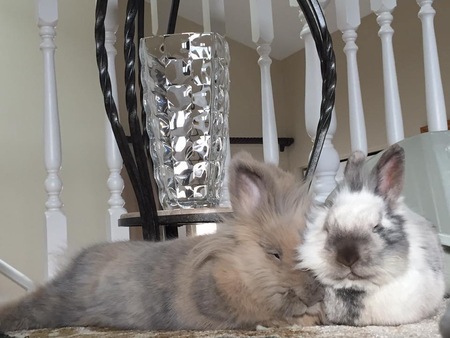 Fozzy & Daphne