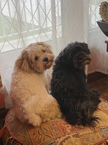 Piper and Nero