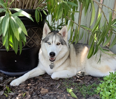 Kiara 