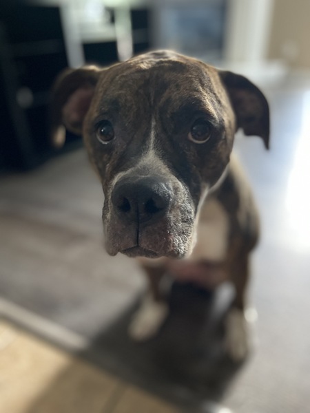 Whiskey