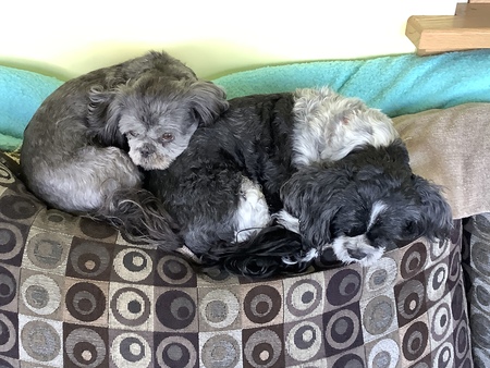 Kiwi and Muffy