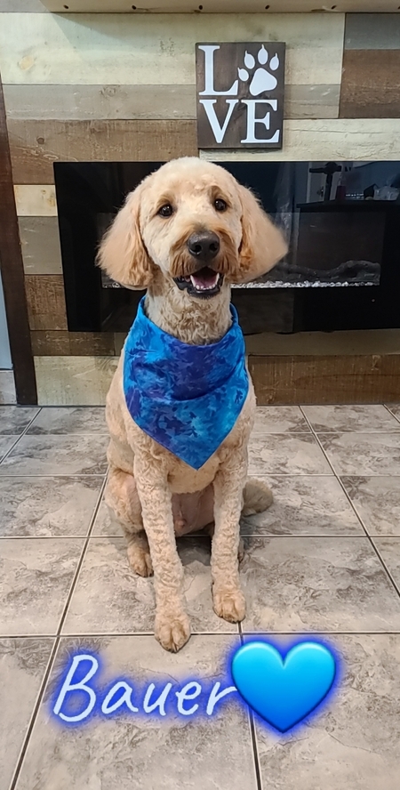 Bauer