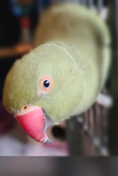 Oliver
