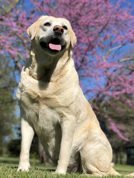 Mica