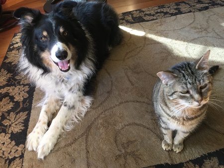 Dexter (dog) and Teddy 