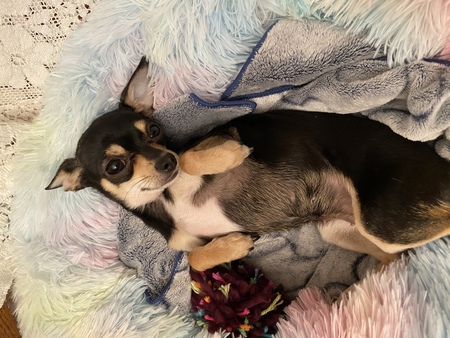 Rosie