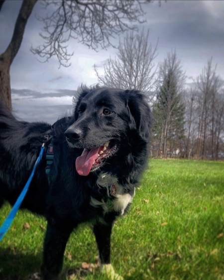 Arlo