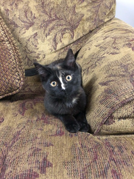 Nya