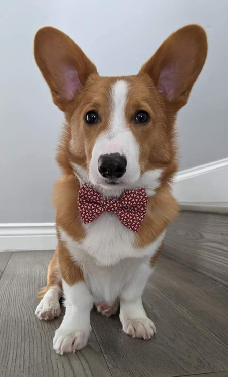 Cheddar