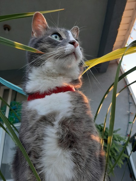 Pino