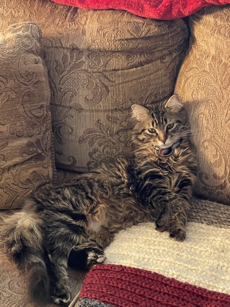Loki