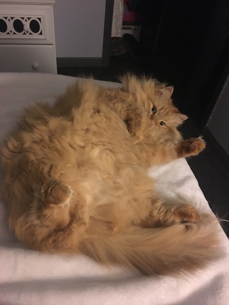 Fuzz
