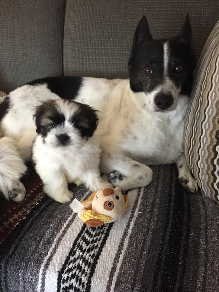 Harley and Dozer