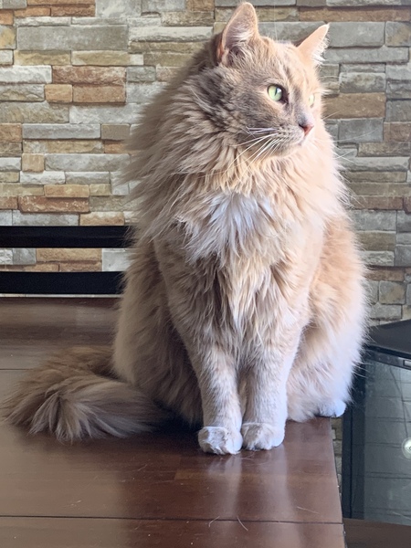 Jack