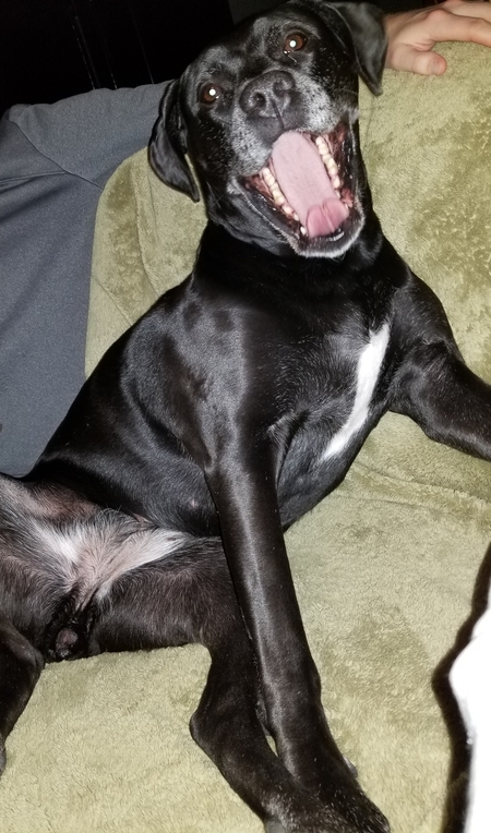 Nova