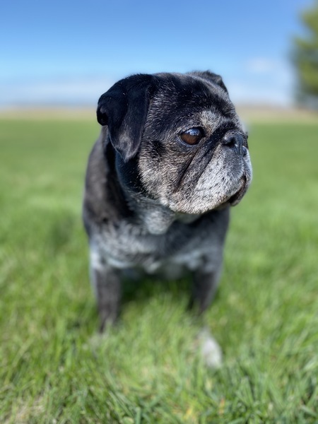 Ozzie